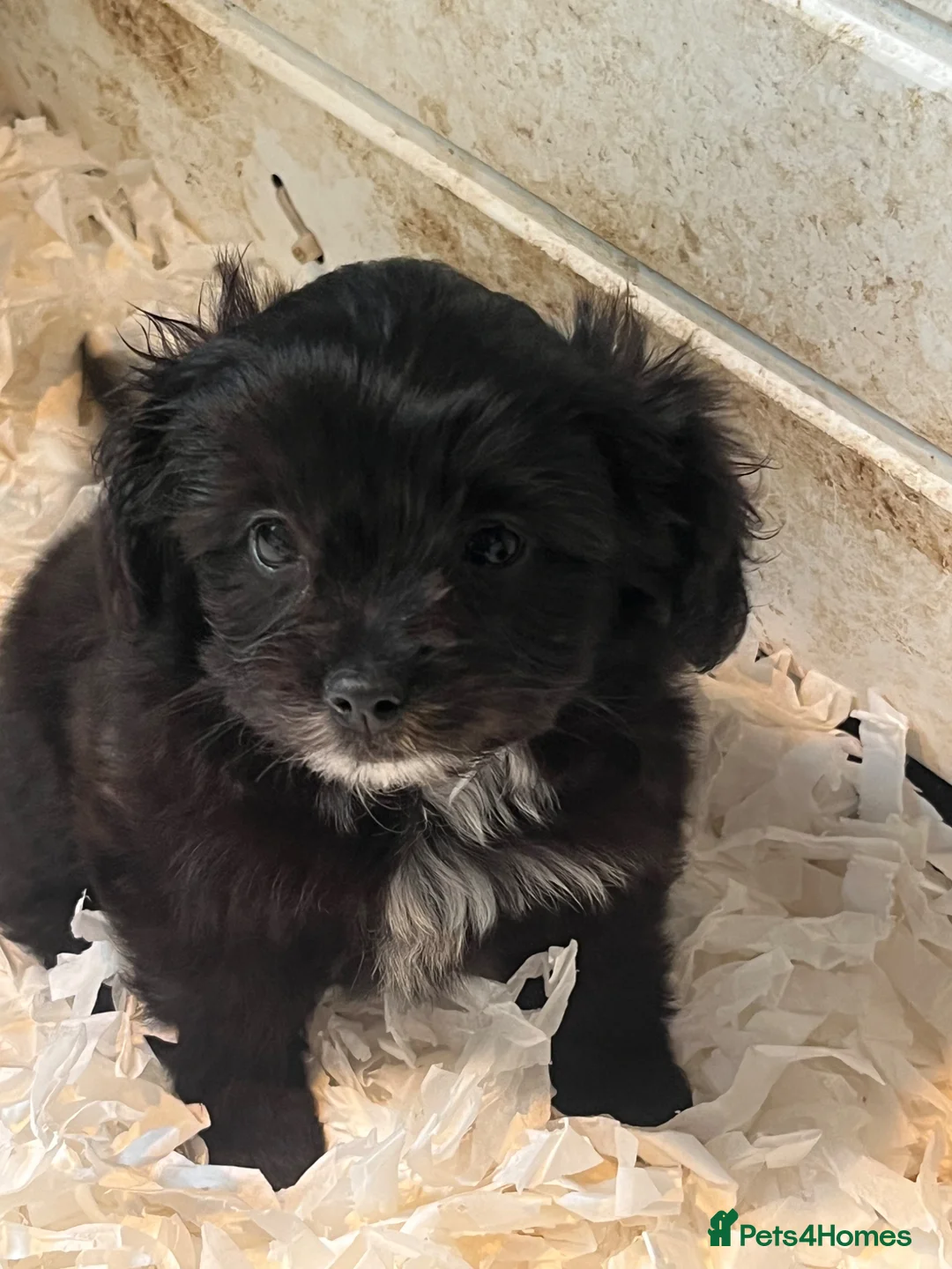 Mixed Breed dogs for sale: Beautiful cavapoo/spitz - Advert 2