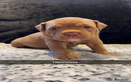 American Bully dogs for sale: Stunning pocket bullie’s  - Image 15