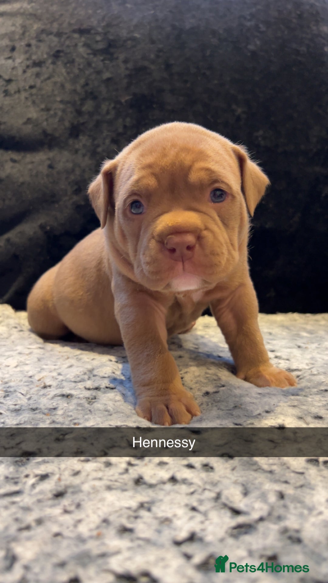 American Bully dogs for sale: Stunning pocket bullie’s  - Image 15