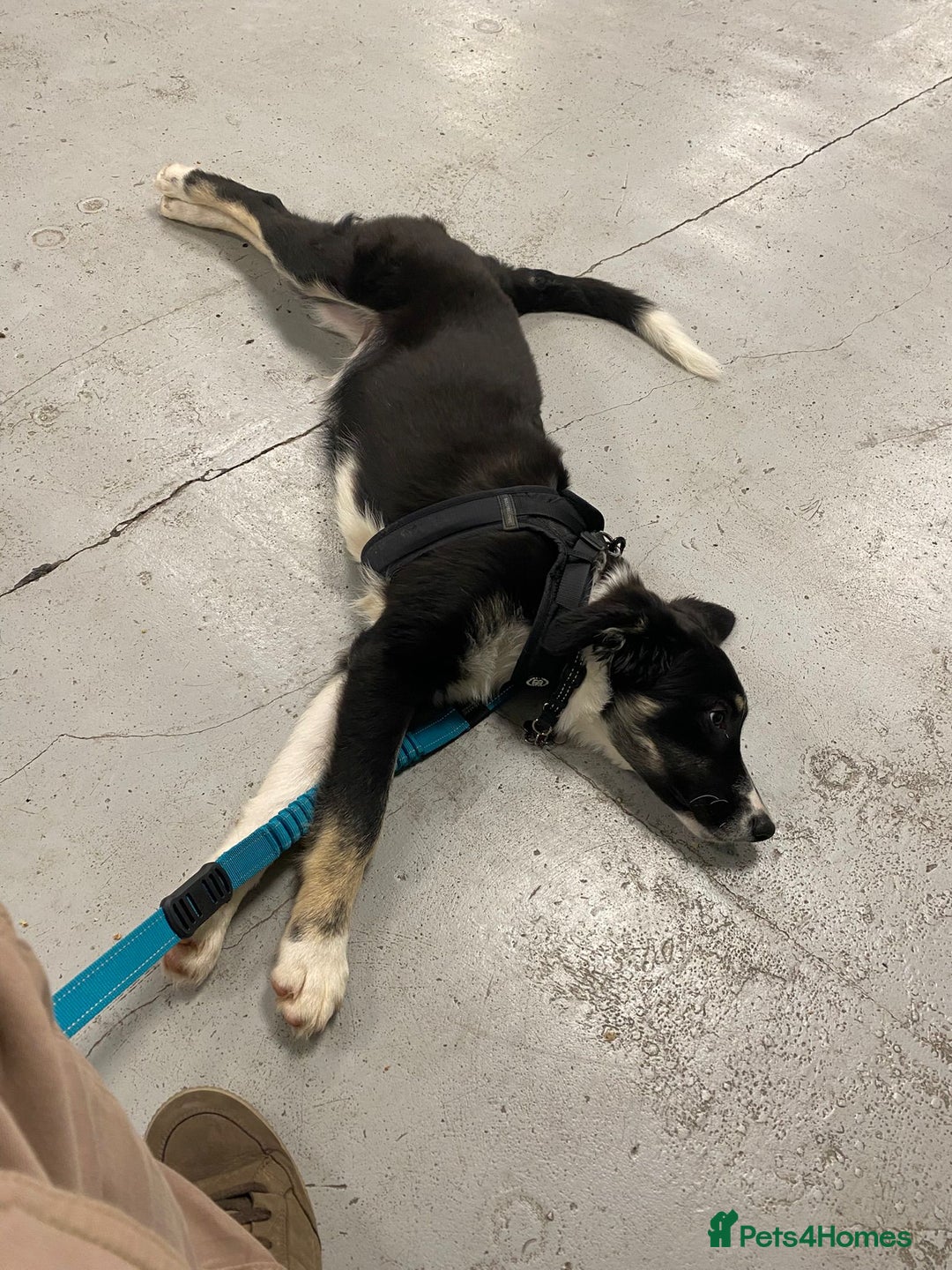 Mixed Breed dogs for adoption: 🐾 Meet WOODY 🐾  He's ready for a Loving Family - Advert 6