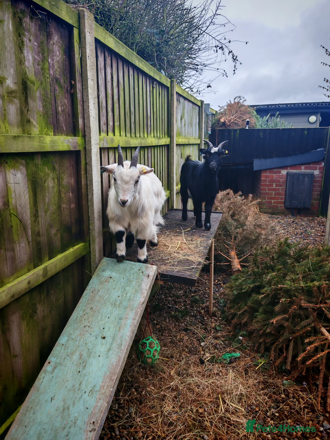 Goats livestock for sale: Pygmy goats  - Advert 3