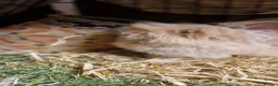 Lionhead rabbits for sale: Purebred double maned super fluffy lionhead girls - Advert 11