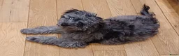 Cavapoo dogs for sale: Beautiful Blue Merle Cavapoo F1B - 7 months old - Advert 8