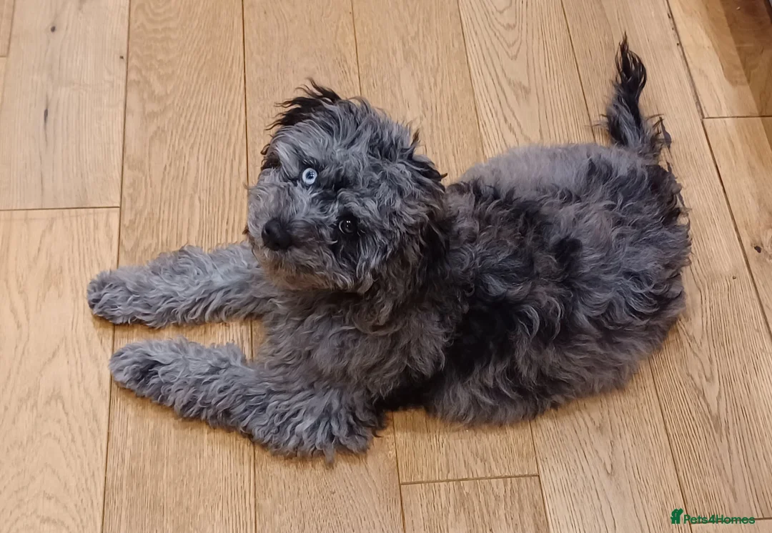 Cavapoo dogs for sale: Beautiful Blue Merle Cavapoo F1B - 7 months old - Advert 8