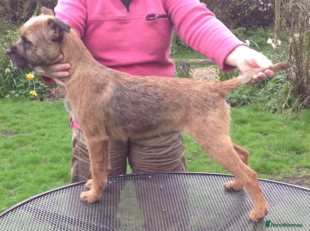 Border Terrier dogs for stud in Buckingham - Advert 1