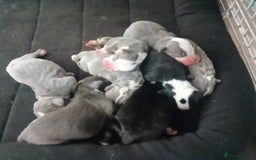 Olde English Bulldogge dogs for sale: Beautiful Litter OLDE ENGLISH BULLDOG  - Image 1