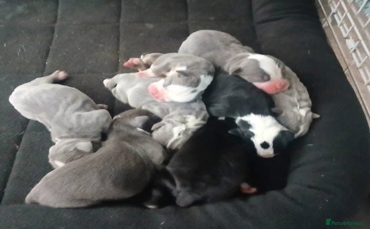 Olde English Bulldogge dogs - Advert 1