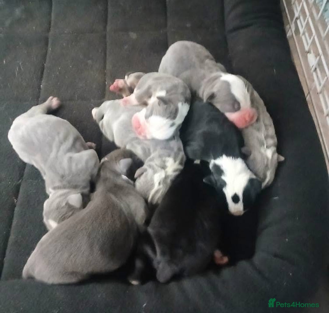 Olde English Bulldogge dogs for sale: Beautiful Litter OLDE ENGLISH BULLDOG  - Image 1