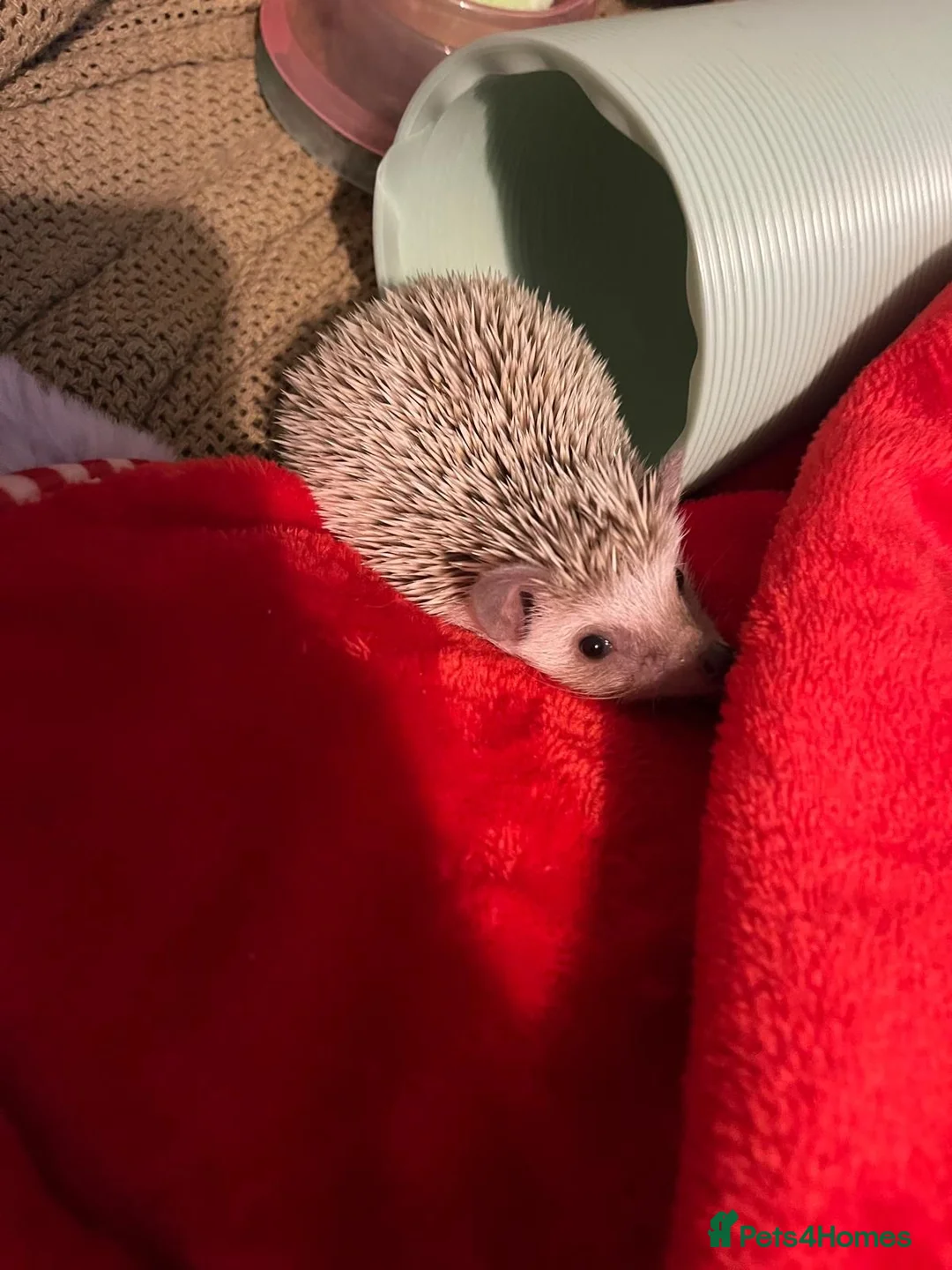 Pygmy Hedgehog rodents for sale: Female African Pygmy Hedgehog and full set up in Leighton Buzzard - Advert 2