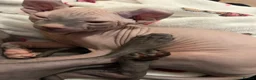 Sphynx cats for sale: Pippin Canadian elf  - Advert 2