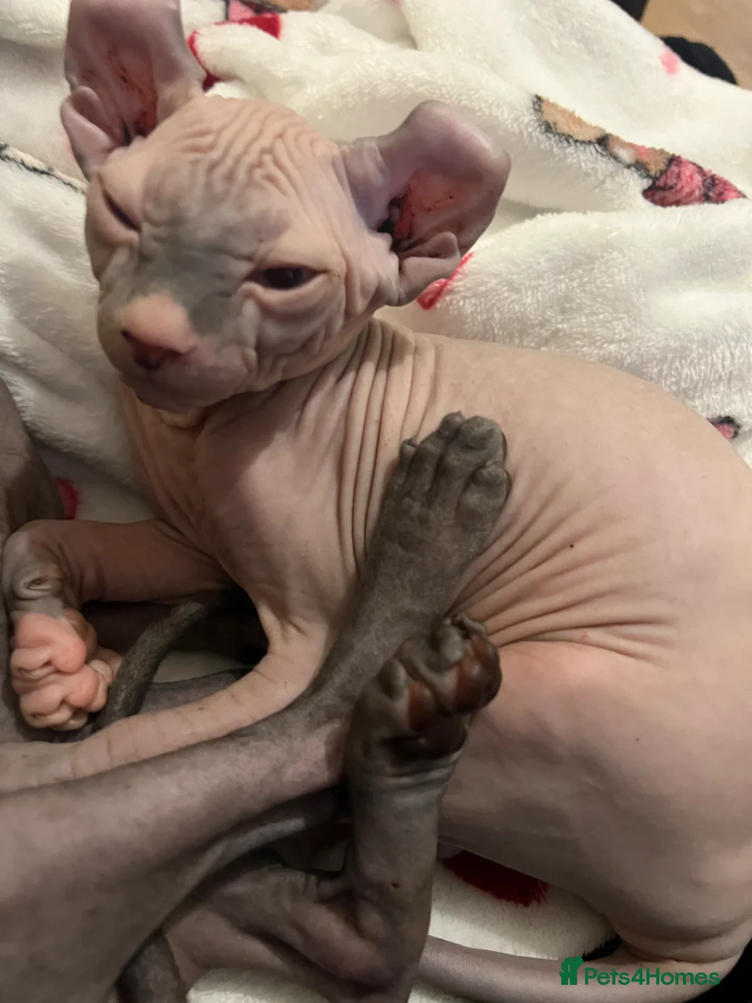 Sphynx cats for sale: Pippin Canadian elf  - Advert 2