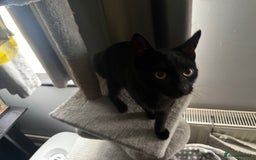 Mixed Breed cats for sale: Black 7 month old kitten female luna  - Image 3