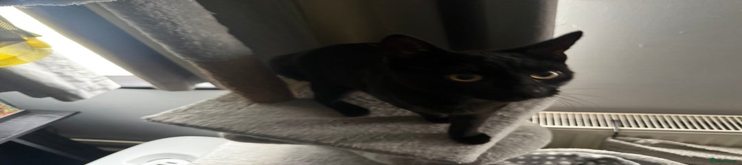 Mixed Breed Kitten 1