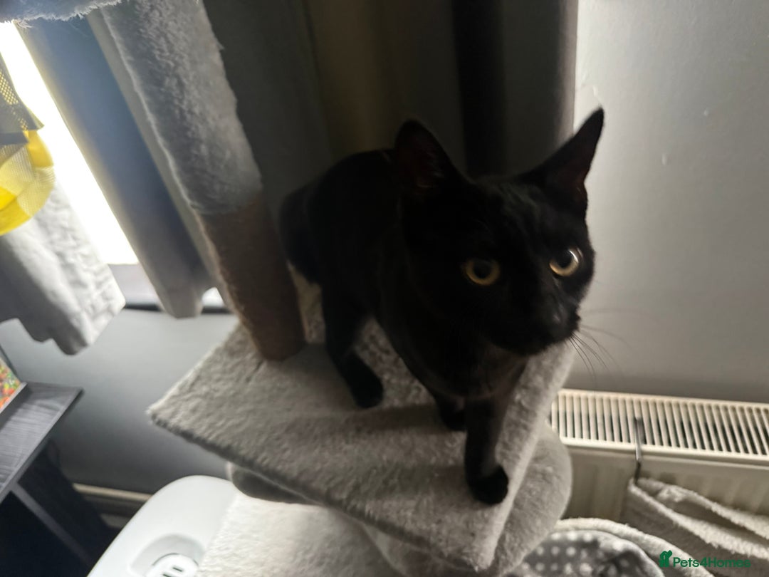 Mixed Breed cats for sale: Black 7 month old kitten female luna  - Image 3