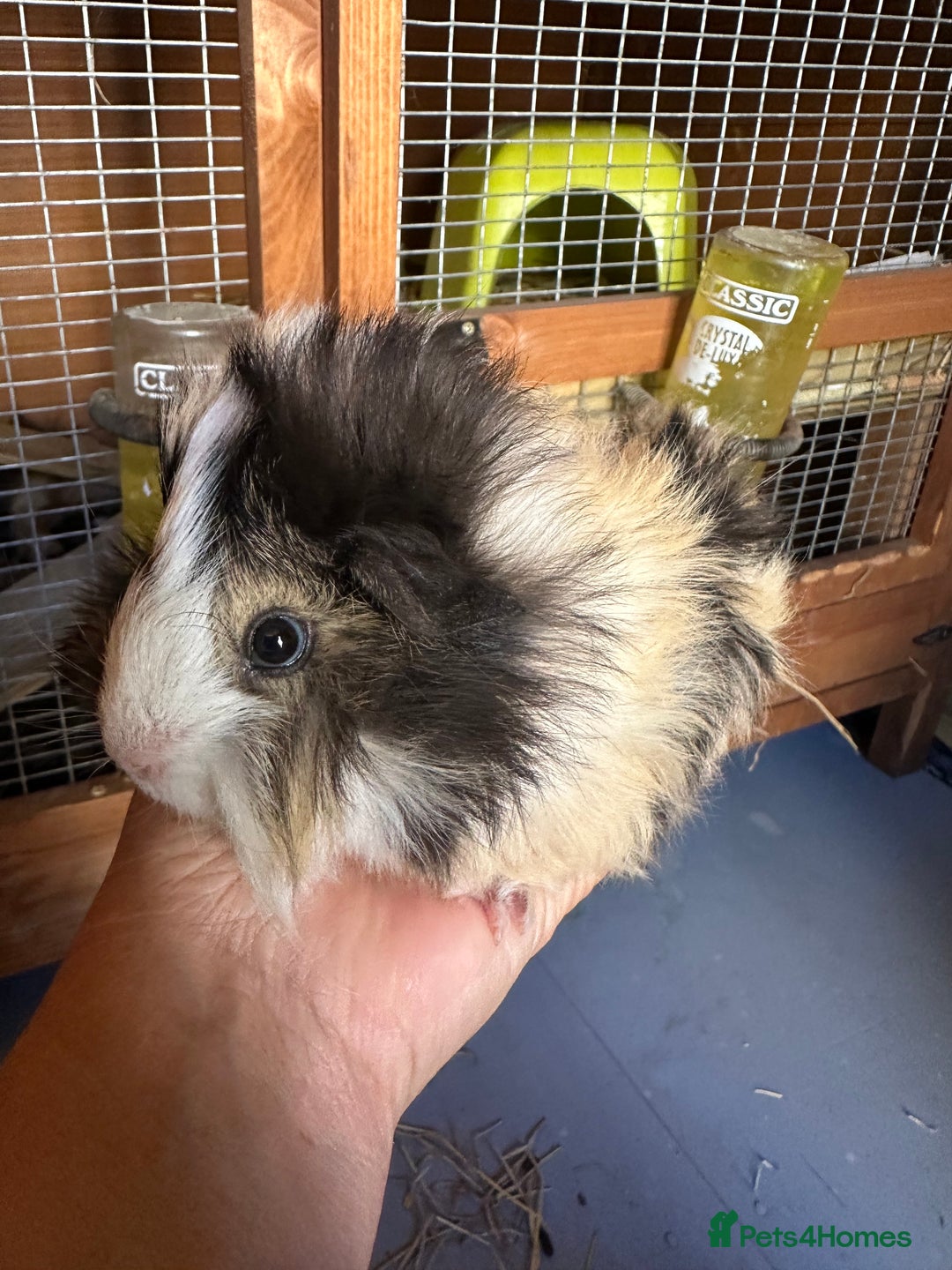 Guinea Pig rodents for sale: 5 Long haired male guinea pigs. - Image 2
