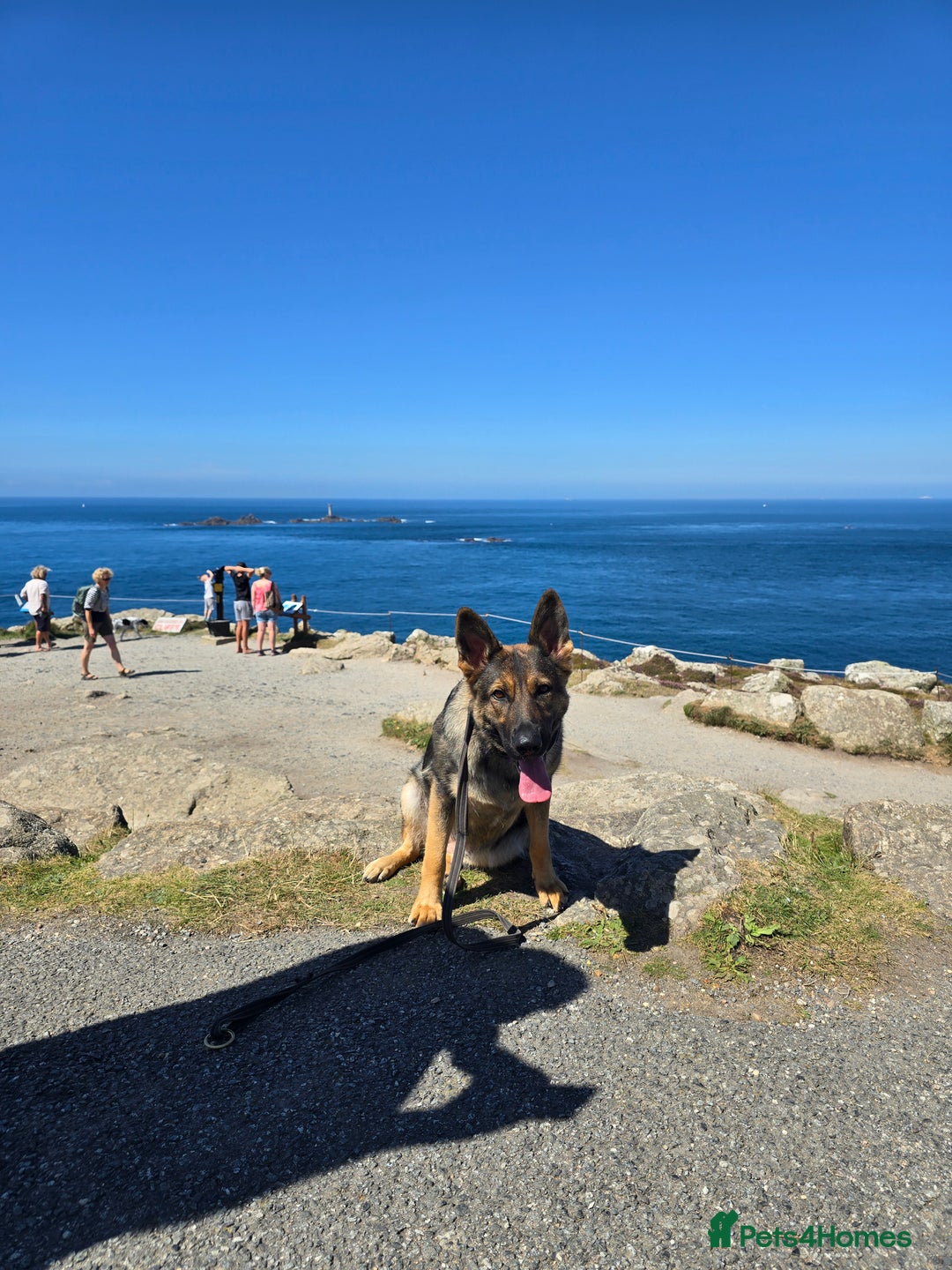 German Shepherd dogs for sale: Guard dog  - Advert 13