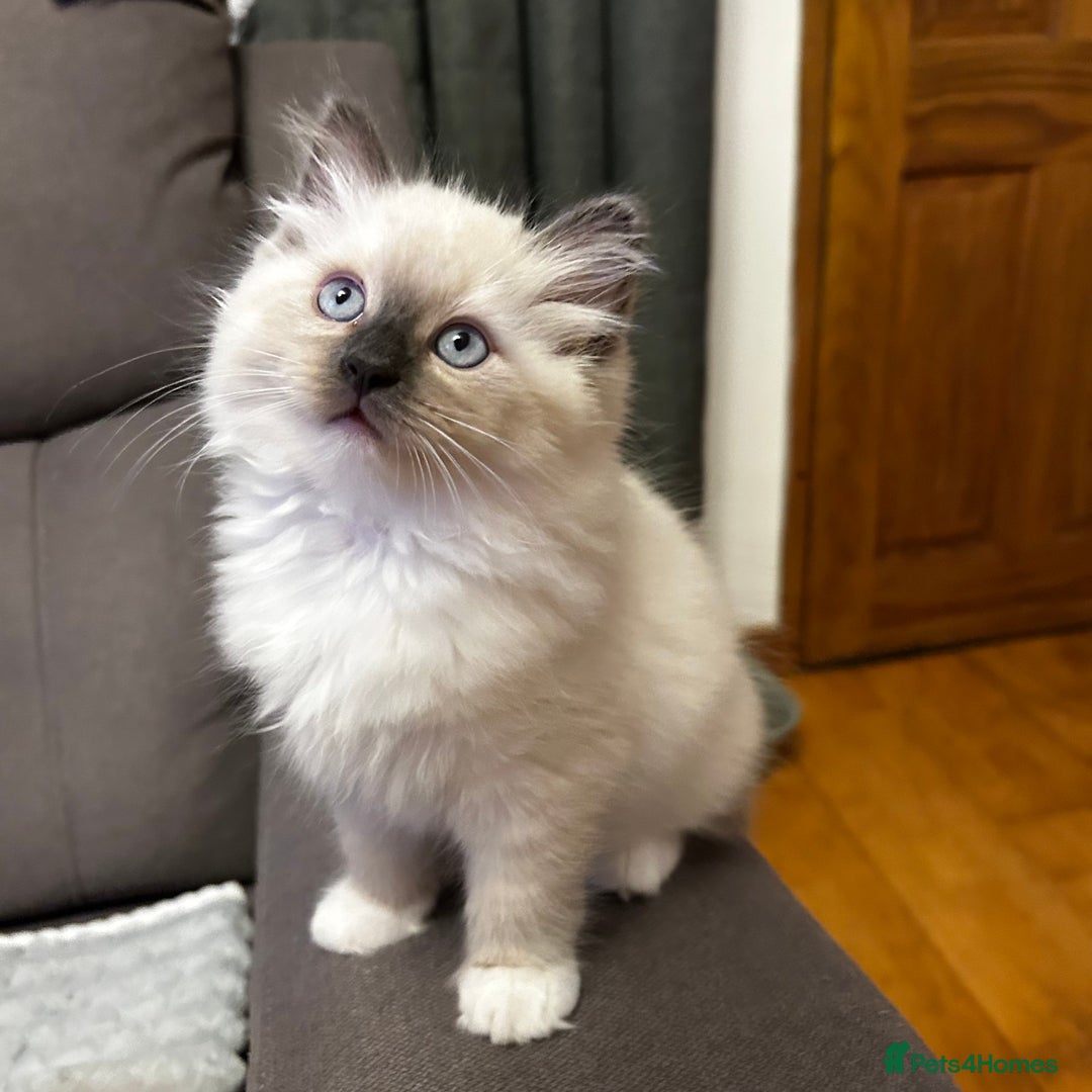 Ragdoll cats for sale: 😻Beautiful Purebred Ragdoll kittens 😻 - Advert 24
