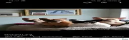 French Bulldog dogs for sale: Frenchbulldog Puppies - Advert 5