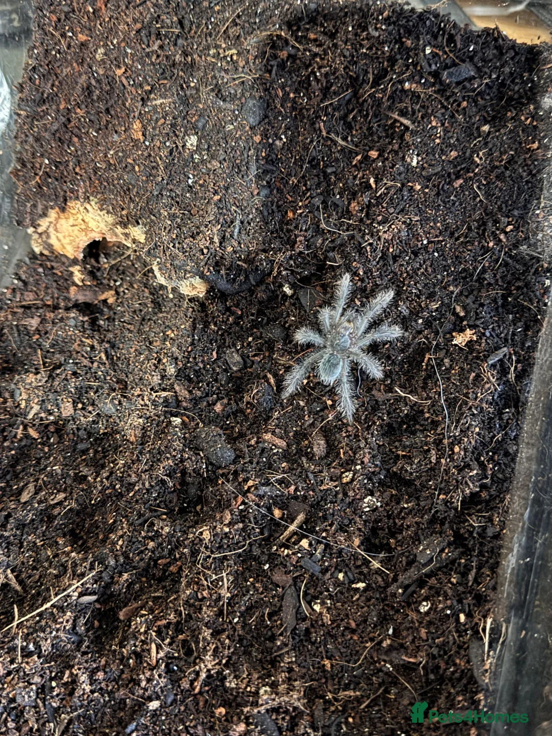 Tarantulas invertebrates for sale: Various tarantula for sale.  in Westcliff-on-Sea - Advert 2