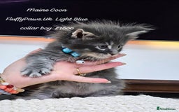 Maine Coon cats for sale: Maine Coons FluffyPaws.Uk  - Image 28