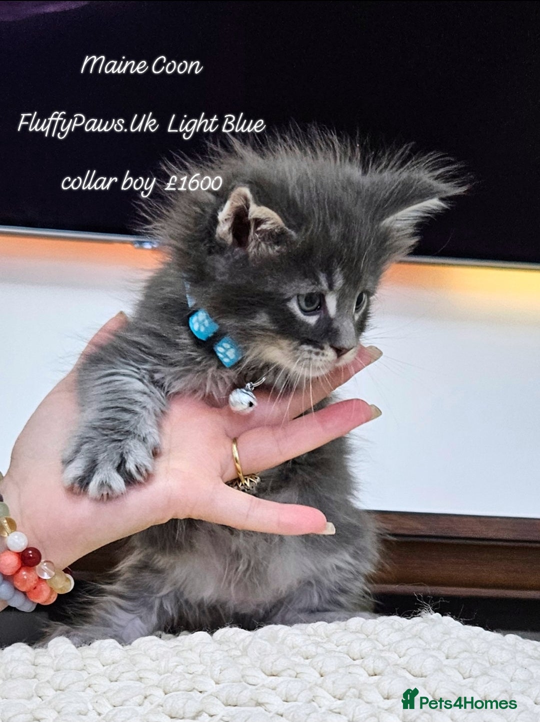 Maine Coon cats for sale: Maine Coons FluffyPaws.Uk  - Image 28