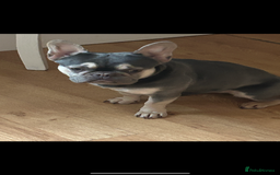 French Bulldog dogs for sale: 2 year old French bulldog for sale - Image 2