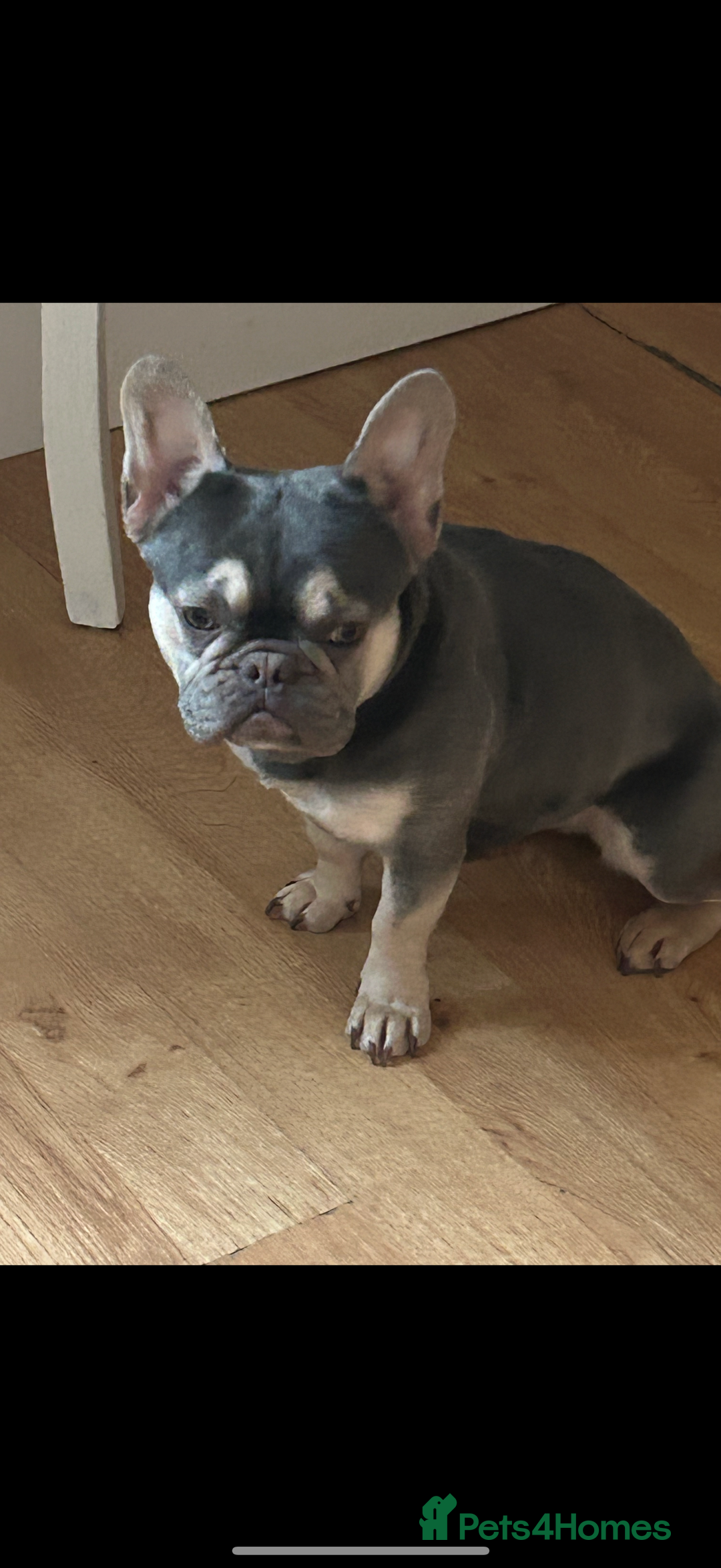 French Bulldog dogs for sale: 2 year old French bulldog for sale - Image 2