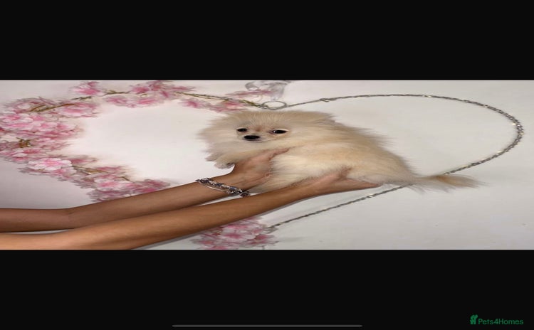Pomeranian dogs - Advert 6