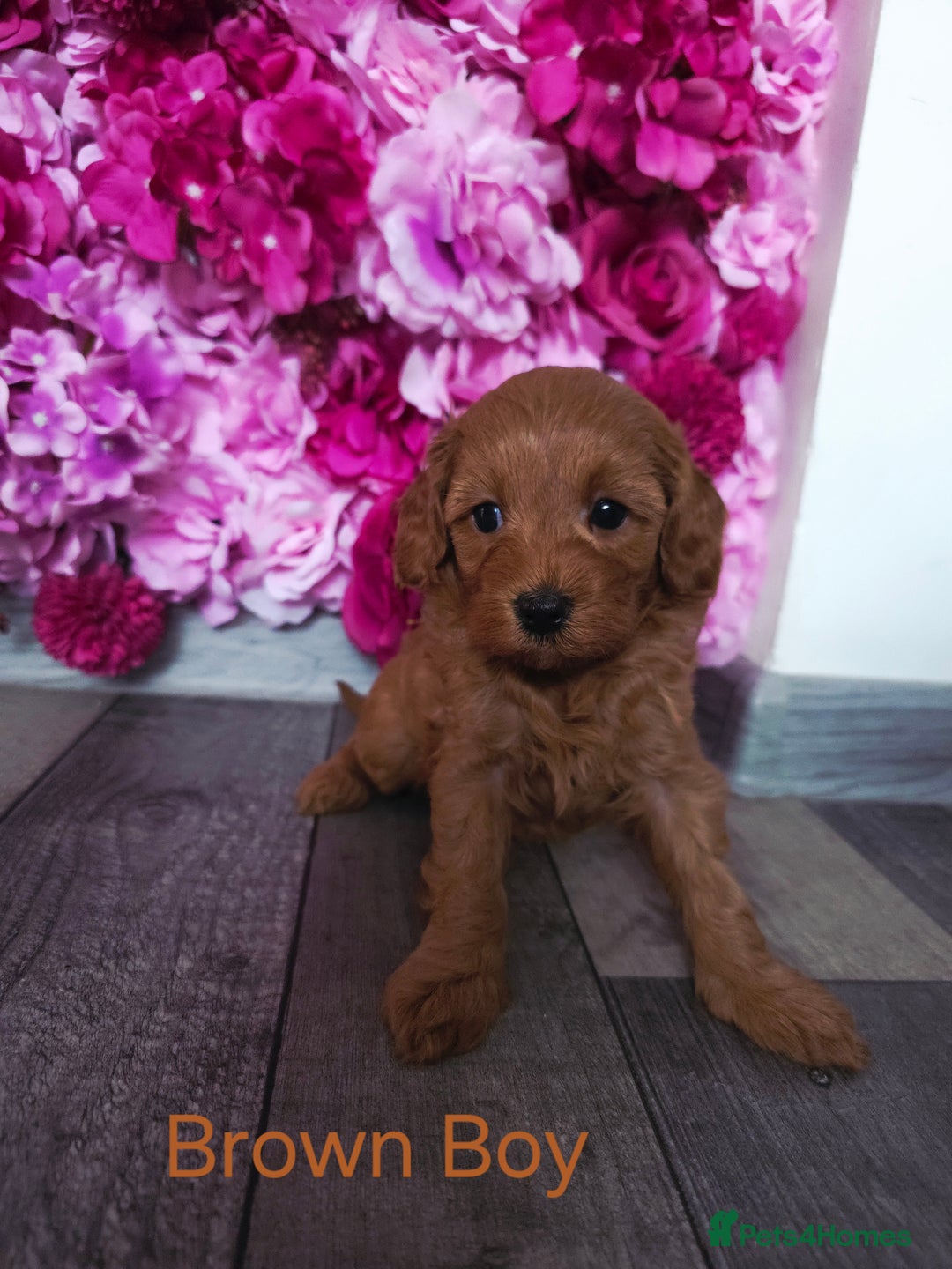 Cavapoo dogs for sale: CAVAPOO F1B RED HEALTY TESTED PARENTS - Image 13