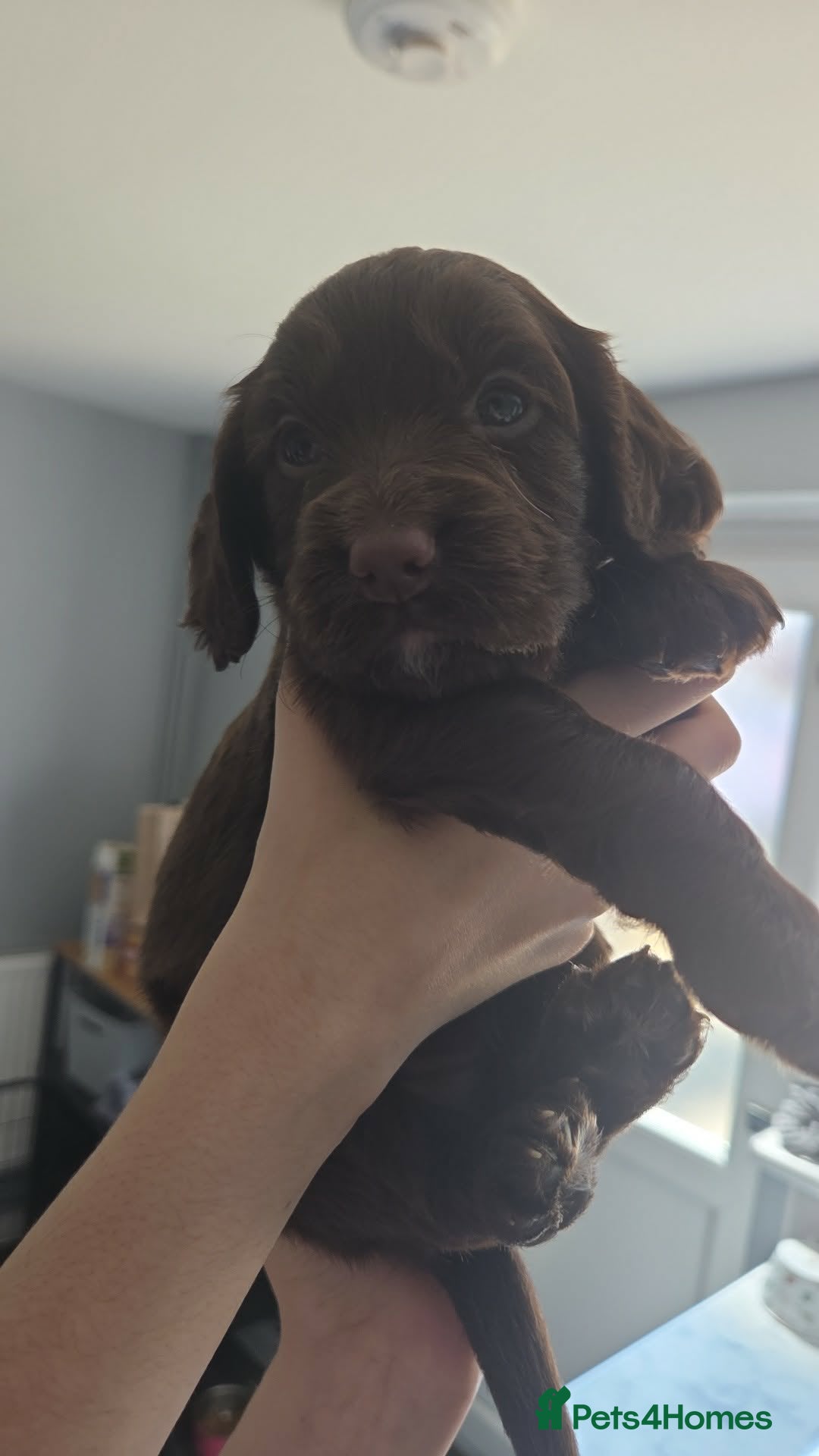 Sprocker dogs Sprocker Puppies for sale girls and boys. - Advert 3