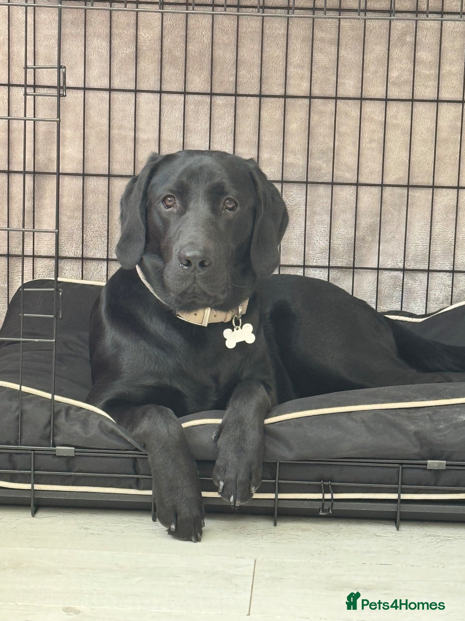 Labrador Retriever dogs Lab to rehome  - Advert 8