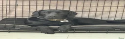 Labrador Retriever dogs for sale: Lab to rehome  - Advert 1