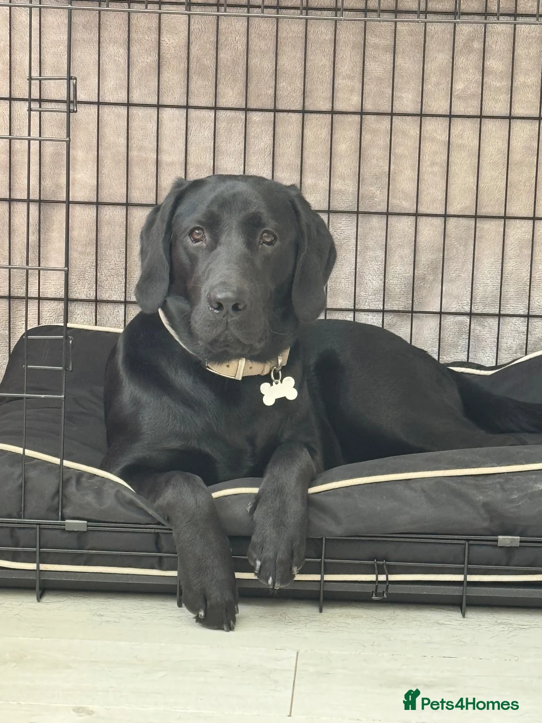 Labrador Retriever dogs for sale: Lab to rehome  - Advert 1