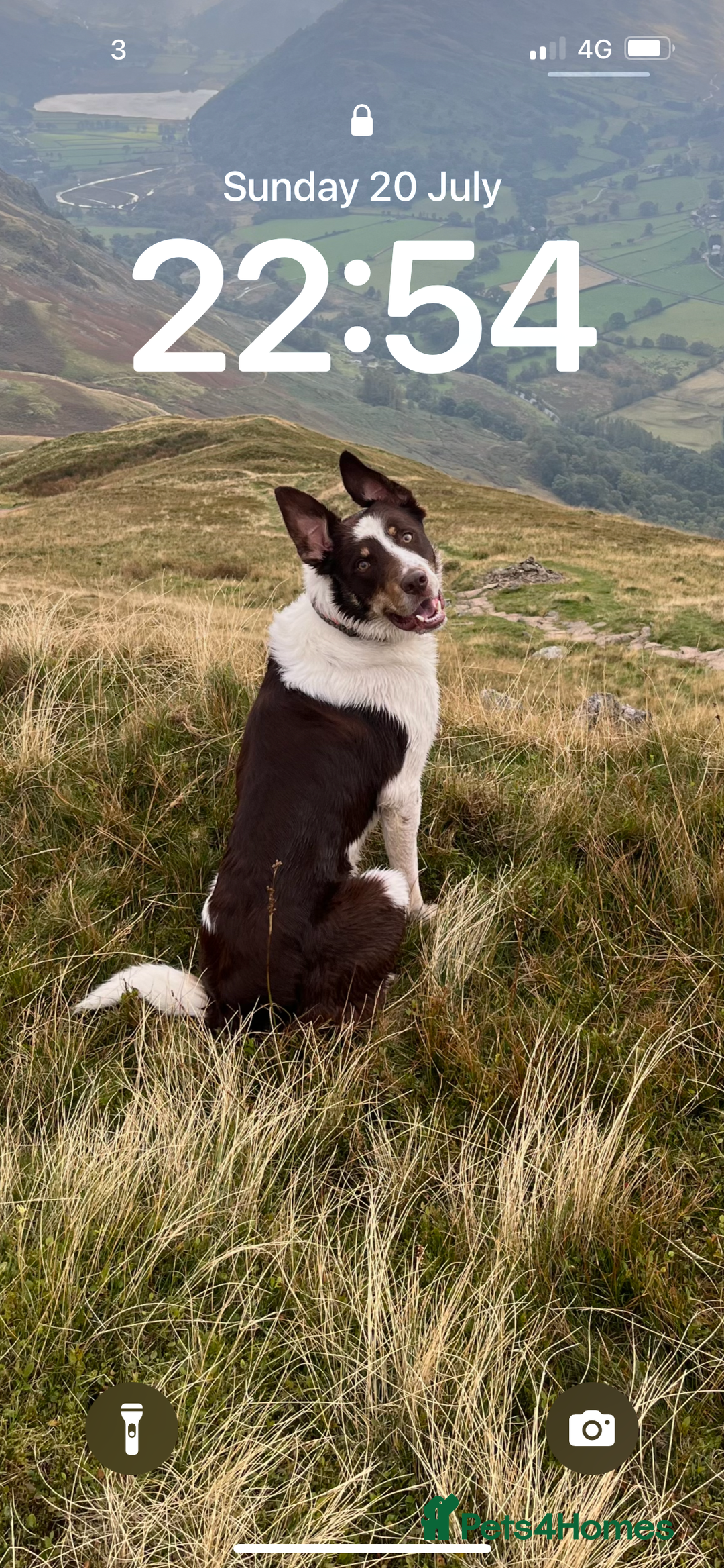 Border Collie dogs for sale: Border collie pups  - Image 5