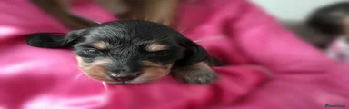 Miniature Dachshund Puppy 2