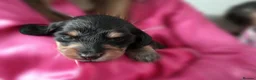 Miniature Dachshund dogs for sale: Stunning litter of Lh mini dachshunds  - Advert 28