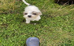Jack Russell dogs for sale: Jack Russell - Image 4