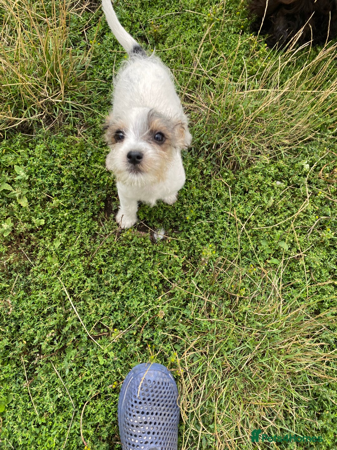 Jack Russell dogs for sale: Jack Russell - Image 4
