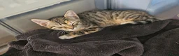 Bengal cats for sale: Female Bengal X kitten  - Advert 9