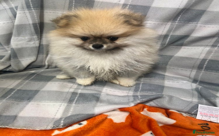 Pomeranian dogs - Advert 7