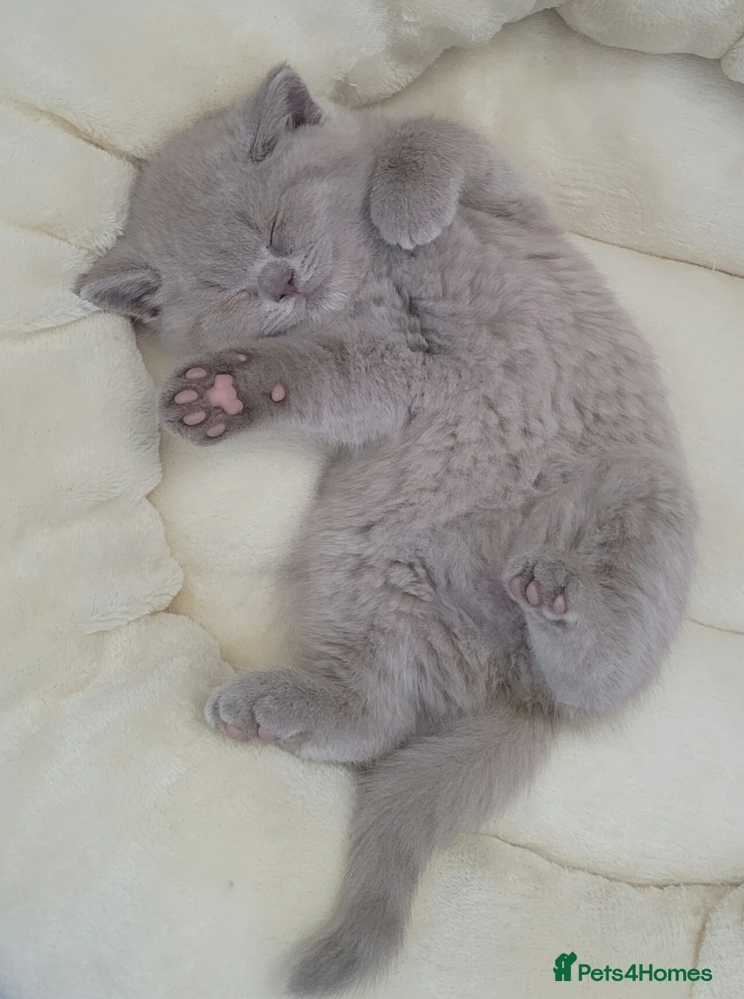 British Shorthair cats for stud: Imported Pedigree British Shorthair, BG B in London - Advert 13