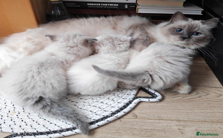 Ragdoll cats GCCF REGISTER KITTENS  - Advert 1