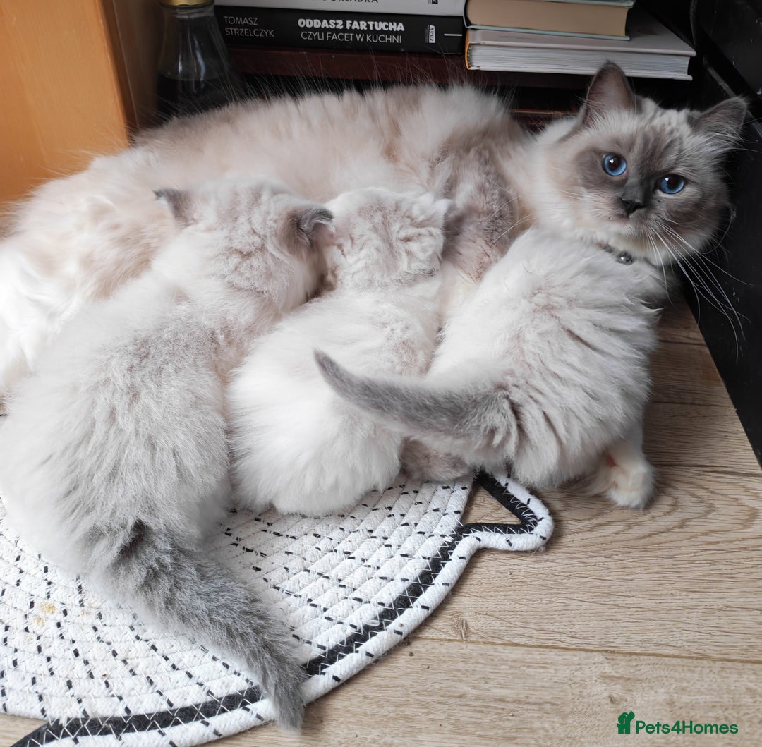 Ragdoll cats for sale: GCCF REGISTER KITTENS  - Advert 27