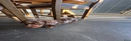 Miniature Dachshund dogs for sale: Ready now Beautiful miniature dachshund  - Advert 2