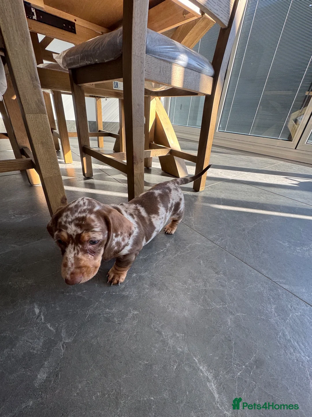 Miniature Dachshund dogs for sale: Ready now Beautiful miniature dachshund  - Advert 2