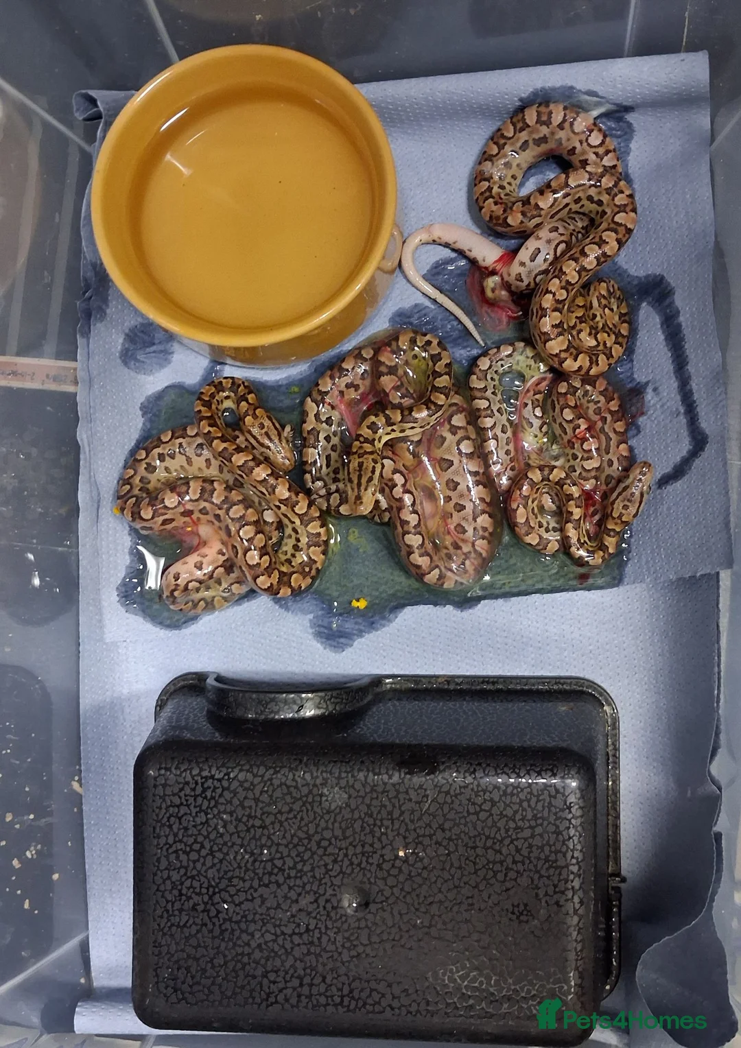 Boa Snake reptiles for sale: Argentina Rainbow Boa's  - Advert 6