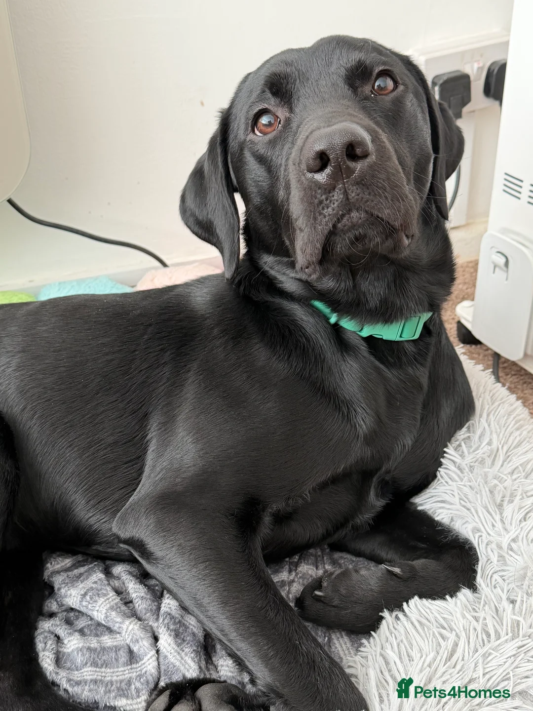 Labrador Retriever dogs for sale: Male Labrador  - Advert 2