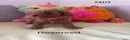 Cockapoo dogs for sale: Cockapoo  - Advert 5