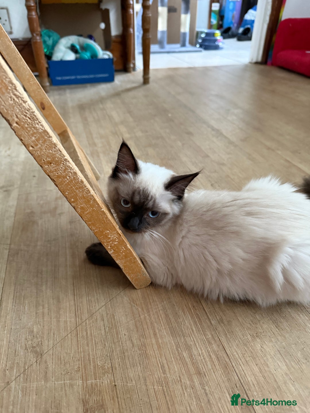 Ragdoll cats for sale: GCCF reg seal point girl - Image 10