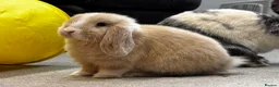 Mini Lop rabbits for sale: Born 15th March - 1 baby boy - ready 9th/10th May - Advert 2